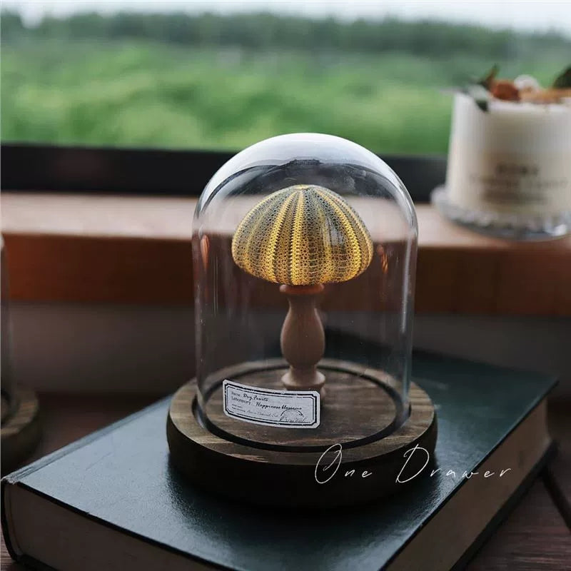 DIY Conch Night Light Ornaments Handmade Pack